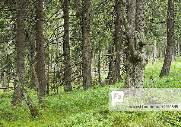 Fichten-Urwald  Gemeine Fichte (Picea abies)  am Brocken  Nationalpark Harz  Sachsen-Anhalt  Deutschland  Europa