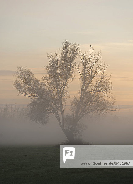 Einzeln stehende Bruchweide (Salix fragilis) im Nebel bei Sonnenaufgang  Niedersachsen  Deutschland  Europa