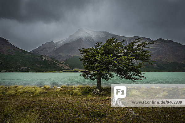 Baum im Sturm  Lago Burmeister  Nationalpark Perito Moreno  Patagonien  Argentinien  Südamerika