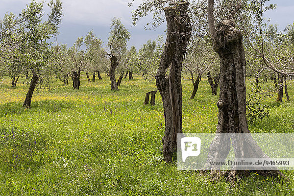 Olivenbäume auf einer blühenden Wiese  bei Sirmione  Lombardei  Italien  Europa