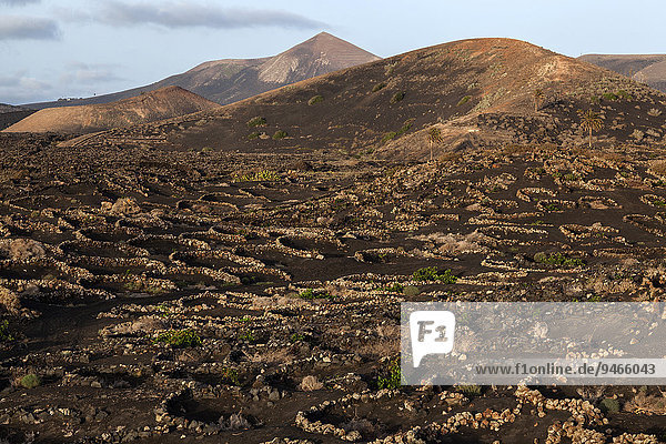 Typischer Weinanbau in Trockenbaumethode  auf vulkanischer Asche  Lava  Abendlicht  Weinanbaugebiet La Geria  Lanzarote  Kanarische Inseln  Spanien  Europa