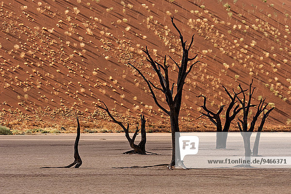 Abgestorbene Bäume vor Sanddüne  Dead Vlei  Sossusvlei  Namib  Namibwüste  Namibia  Afrika