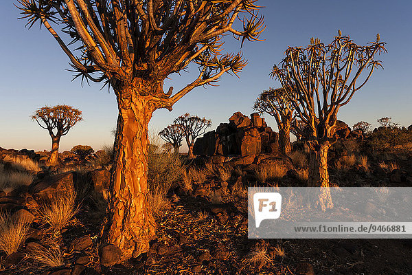 Köcherbaumwald  Köcherbäume (Aloe dichotoma) Farm Garas  Morgenlicht  bei Keetmanshop  Namibia  Afrika