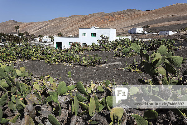 Kakteenfeld  Opuntien (Opuntia)  hinten Häuser von Femes und Berge von Los Ajaches  Lanzarote  Kanarische Inseln  Spanien  Europa
