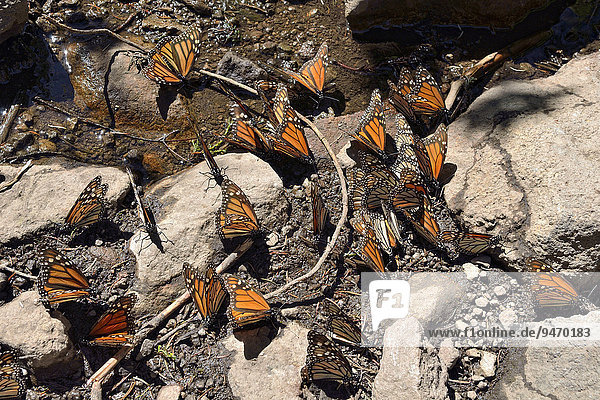 Monarchfalter (Danaus plexippus)  trinken an einer Pfütze  El Rosario  Biosphärenreservat Mariposa Monarca  Angangueo  Michoacán  Mexiko  Nordamerika