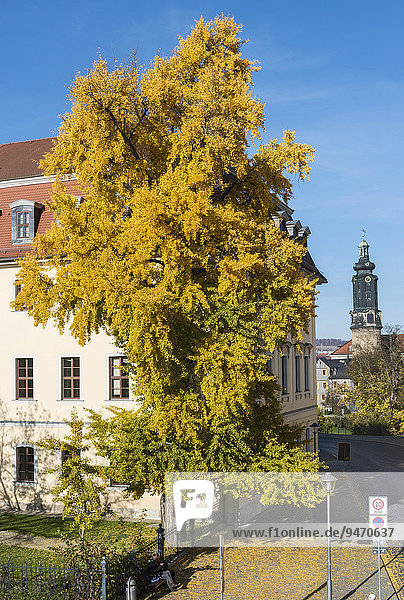 Ginkgo tree in autumn colors  planted by Goethe  Weimar  Thuringia  Germany  Europe