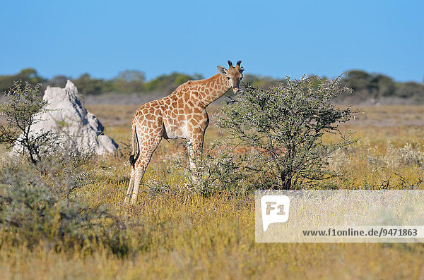 Giraffe (Giraffa camelopardalis)  Jungtier  beim Fressen von Blättern und Dornen  Etosha-Nationalpark  Namibia  Afrika