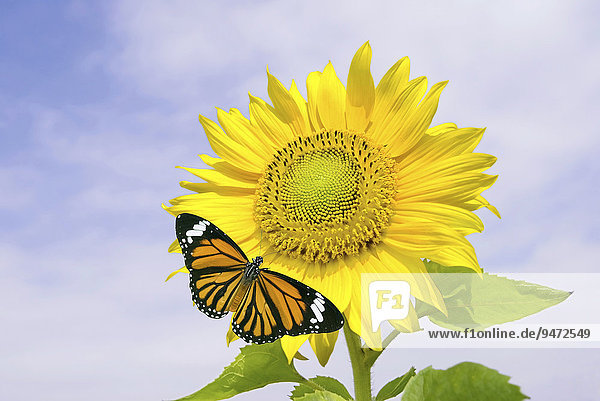 Monarchfalter (Salatura genutia Syn. Danaus genutia) auf einer Sonnenblume (Helianthus annuus)