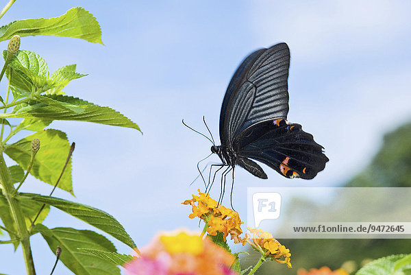 Schwarzer Schwalbenschwanz (Papilio polyxenes) auf Wandelröschen (Lantana camara)