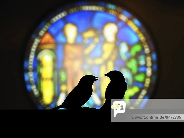 Sperlinge vor einem bunten Kirchenfenster