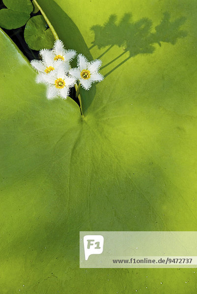 Water Snowflake  Indian Floatingheart (Limnanthemum indicum)  Wasserpflanze  Taiwan  Asien