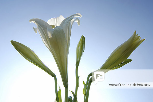 Weiße Lilie (Lilium sp.) vor blauem Himmel