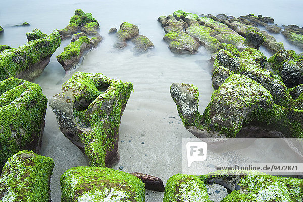 Grüne Algen auf Felsen an der Küste  Laomei  Neu-Taipeh  Taiwan  Asien