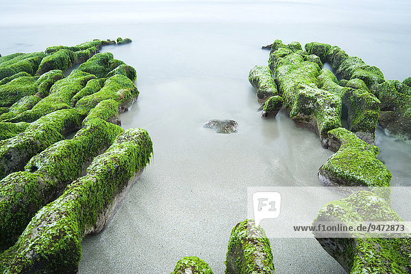 Grüne Algen auf Felsen an der Küste  Laomei  Neu-Taipeh  Taiwan  Asien