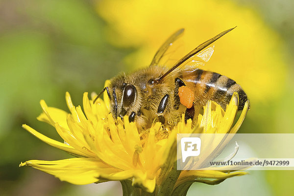 Eine Westliche Honigbiene (Apis mellifera) auf einer Löwenzahnblüte (Taraxacum)