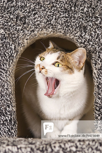 Cat yawning in cat's house