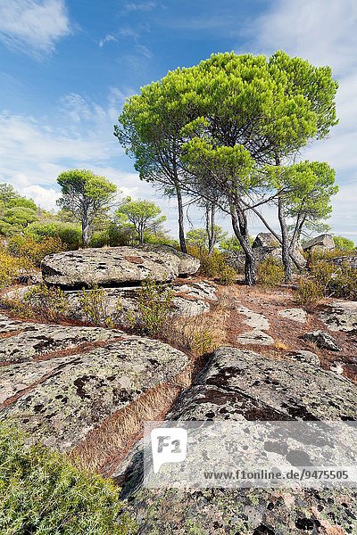 Madrid Hauptstadt Europa Kiefer Pinus sylvestris Kiefern Föhren Pinie Granit Spanien