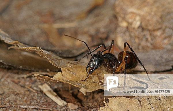 Riesenwaldameise (Camponotus gigas)  Nationalpark Tanjung Puting  Zentralkalimantan  Borneo  Indonesien  Asien