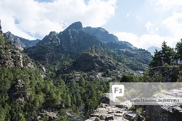 Berglandschaft mit Wanderweg  Kiefernwald  Refuge de Carrozzu  Korsika  Frankreich  Europa