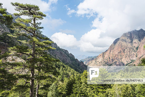 Berglandschaft  rötliche Felsen  Kiefernwald  Refuge de Carrozzu  Korsika  Frankreich  Europa
