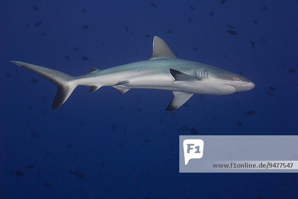 Grey Reef Shark (Carcharhinus amblyrhynchos)  Palau  Micronesia  Oceania