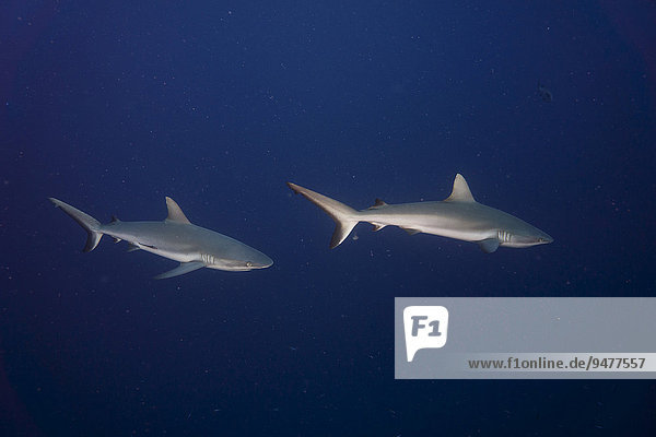 Grey reef sharks (Carcharhinus amblyrhynchos)  Palau  Micronesia  Oceania