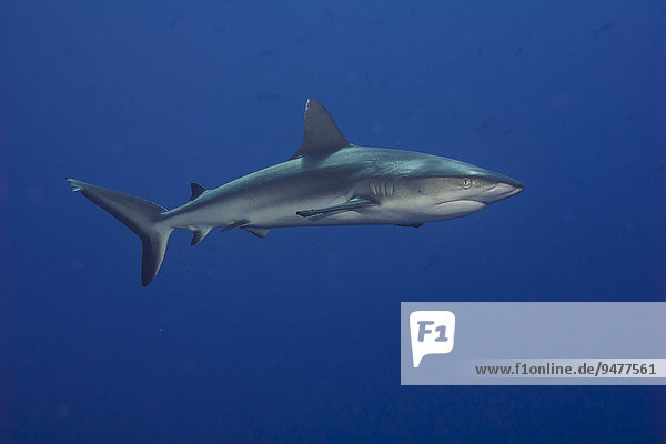Grauer Riffhai (Carcharhinus amblyrhynchos)  Palau  Mironesien  Ozeanien