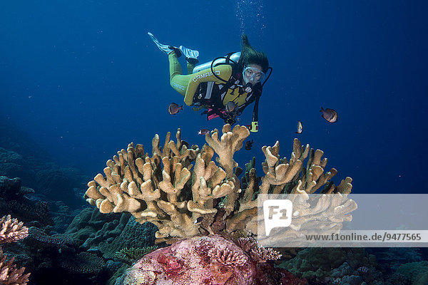 Diver looking at a Pore Coral (Montipora malampaya)  Philippines  Asia