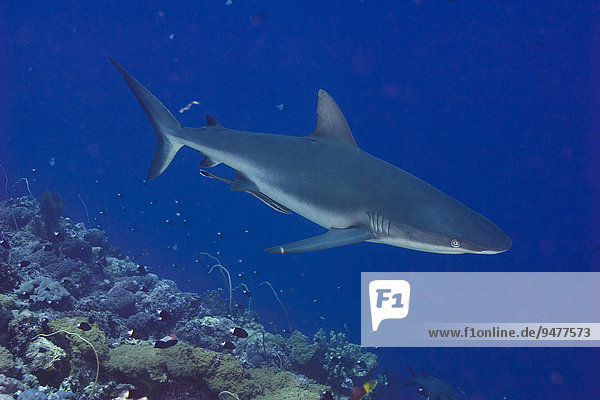 Grey Reef Shark (Carcharhinus amblyrhynchos)  Pacific Ocean  Palau  Oceania