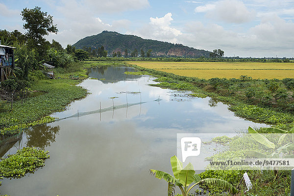 Reisfelder  Chao Doc  Vietnam  Asien