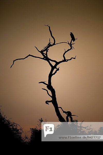 Toter Baum vor rötlichem Himmel beim Abendrot mit Schreiseeadler (Haliaeetus vocifer) auf einem Ast,  Chobe-Nationalpark,  Botswana,  Afrika