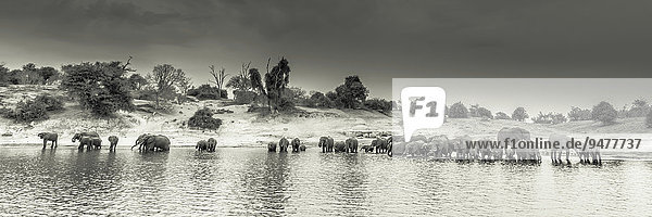 Eine große Herde afrikanischer Elefanten (Loxodonta africana) steht im Fluss und trinkt  sepia  Panorama-Format  Chobe-Nationalpark  Chobe River  Botswana  Afrika