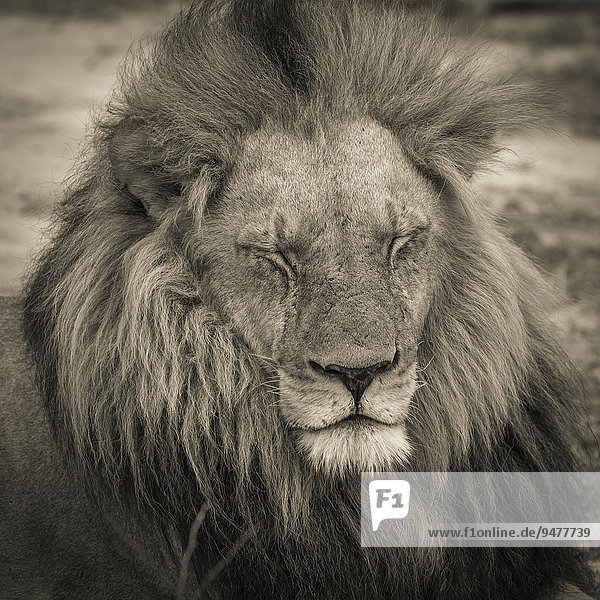 Löwe (Panthera leo),  Männchen mit langer Mähne und zugekniffenen Augen,  liegend,  Okavango Delta,  Botswana,  Afrika