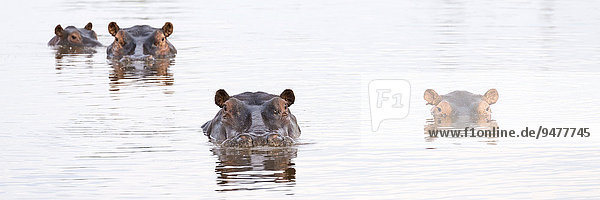 Flusspferde (Hippopotamus amphibius) in einem Wasserloch  Okavango-Delta  Botswana  Afrika