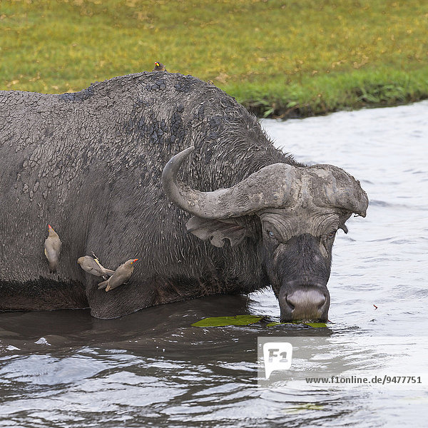 Alter Kaffernbüffel (Syncerus caffer) mit blindem Auge und verlorenem Horn beim Trinken im Fluss  vier Rotschnabel-Madenhacker (Buphagus erythrorhynchus) auf seinem Körper  Chobe-Nationalpark  Chobe River  Botswana  Afrika