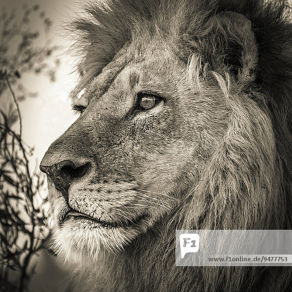 Löwe (Panthera leo)  Männchen  Okavango-Delta  Botswana  Afrika
