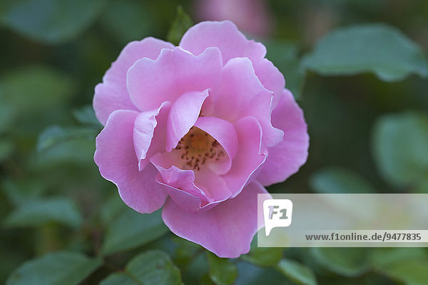 Rosa Rosenblüte (Rosa)