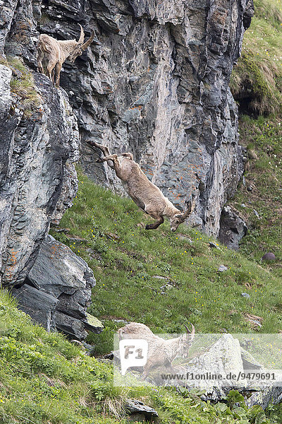 Alpensteinböcke (Capra ibex) beim Abstieg  Nationalpark Hohe Tauern  Österreich  Europa