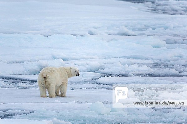 Eisbär Ursus maritimus stehend Eis Spitzbergen Eisscholle Svalbard