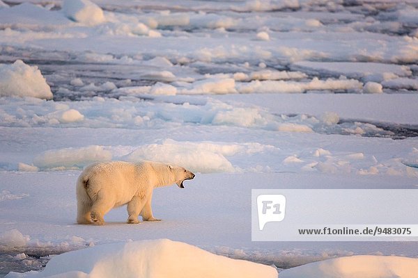 Eisbär Ursus maritimus gehen gähnen Eis Spitzbergen Eisscholle Svalbard