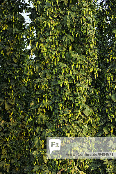 Erntereifer Echter Hopfen (Humulus lupulus)  Hopfengarten  Biburg  Hallertau oder Holledau  Niederbayern  Bayern  Deutschland  Europa