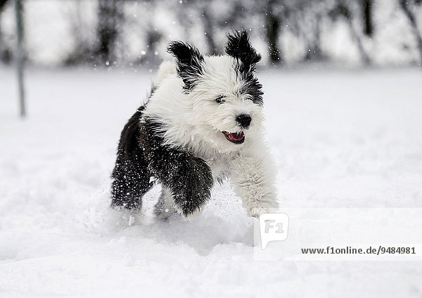 Bobtail,  Old English Sheepdog,  Altenglischer Schäferhund,  Welpe,  4 Monate,  läuft im Schnee