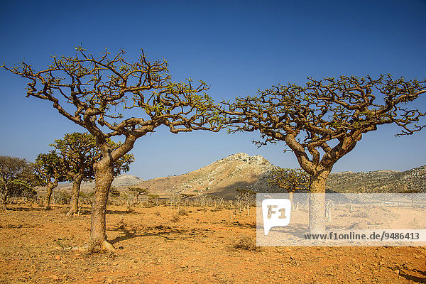 Weihrauchbäume (Boswellia elongata)  Schutzgebiet Homhil  Insel Sokotra  Jemen  Asien
