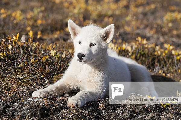 Grönlandhund  Welpe  Grönland