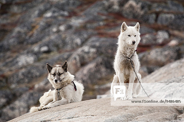 Zwei an einen Felsen angekette Grönlandhunde  in den Sommermonaten  Ilulissat  Grönland