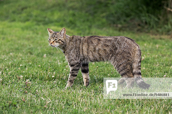 European Wildcat (Felis silvestris silvestris)  adult  Surrey  England  United Kingdom  Europe