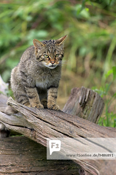 European Wildcat (Felis silvestris silvestris)  adult  alert  Surrey  England  United Kingdom  Europe