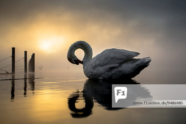 Mute Swan (Cygnus olor) in morning light and fog  Moos am Bodensee  Baden-Württemberg  Germany  Europe