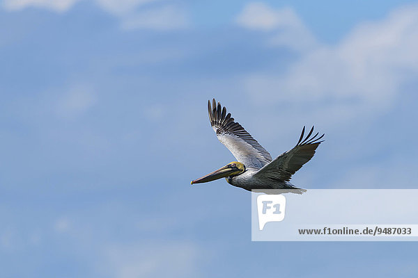 Brauner Pelikan (Pelecanus occidentalis) im Flug  Golfo Dulce  Provinz Puntarenas  Costa Rica  Nordamerika