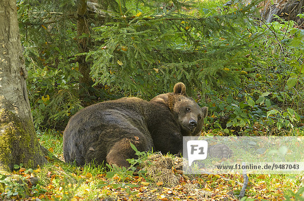 Liegender europäischer Braunbär (Ursus arctos arctos) hebt Kopf  Herbst  captive  Nationalpark Bayerischer Wald  Bayern  Deutschland  Europa